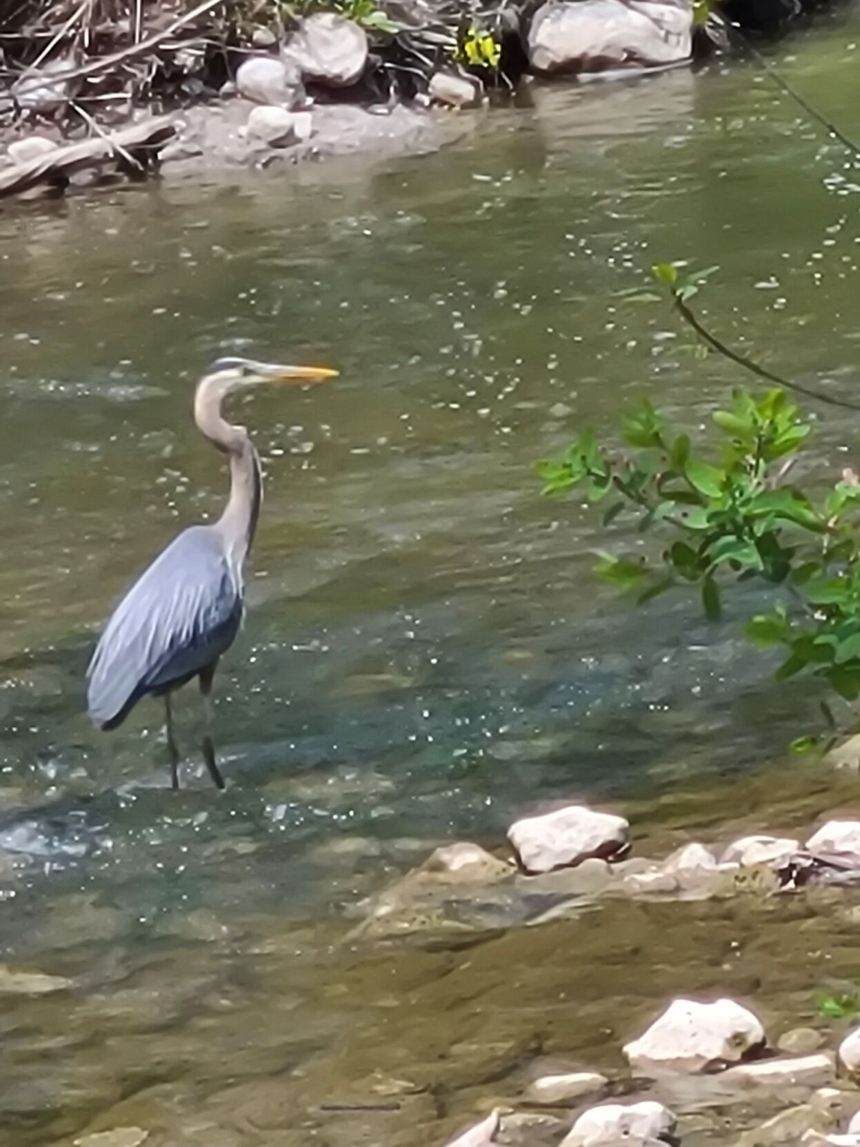 BLue Heron Alltrails Ashley Arnold.jpeg